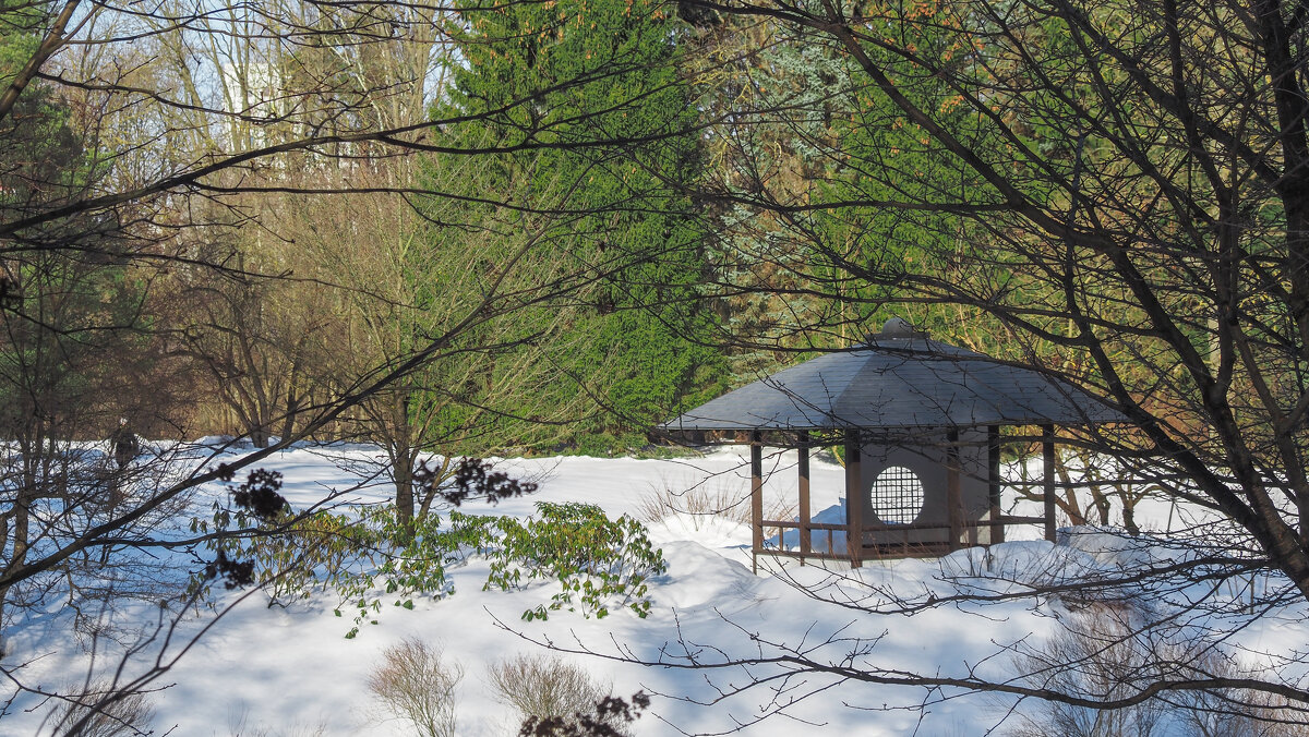 Японский Садик - юрий поляков
