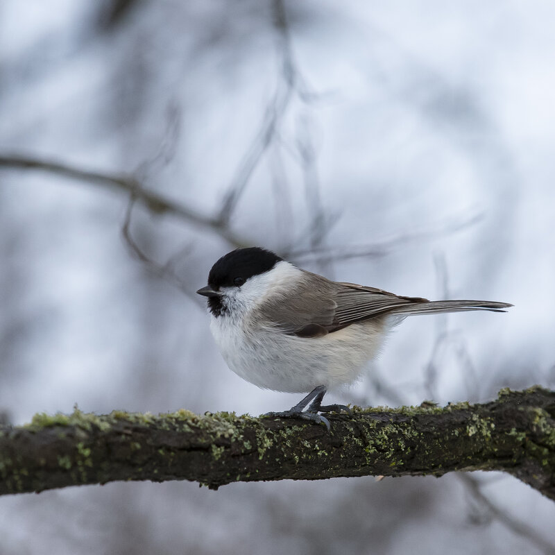 Буроголовая гаичка - Валерий Черняк Буроголовая гаичка - Валерий Черняк