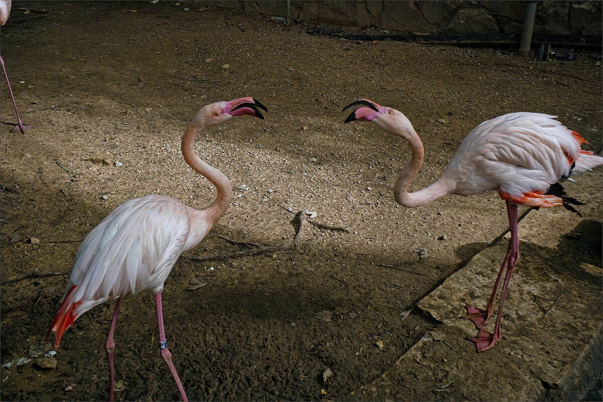 Хайфа  зоопарк  2026г - ujgcvbif 