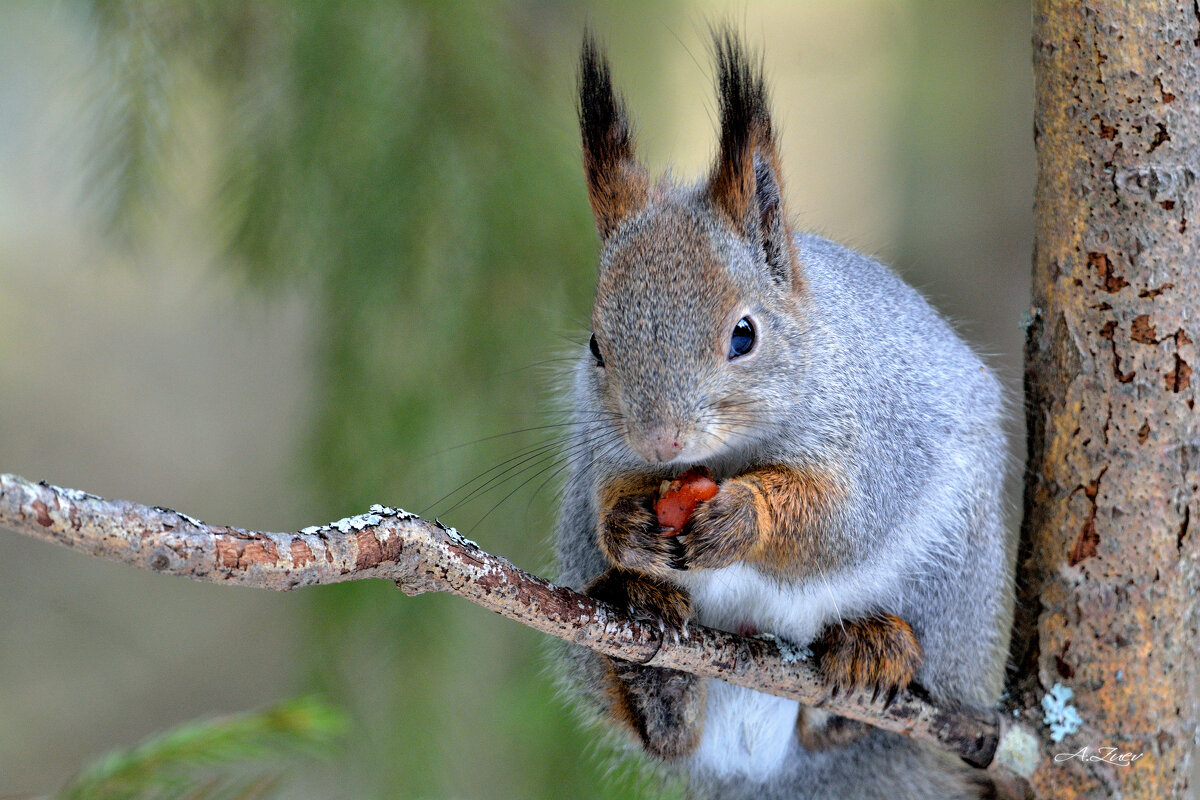 * - Александр Зуев * - Александр Зуев