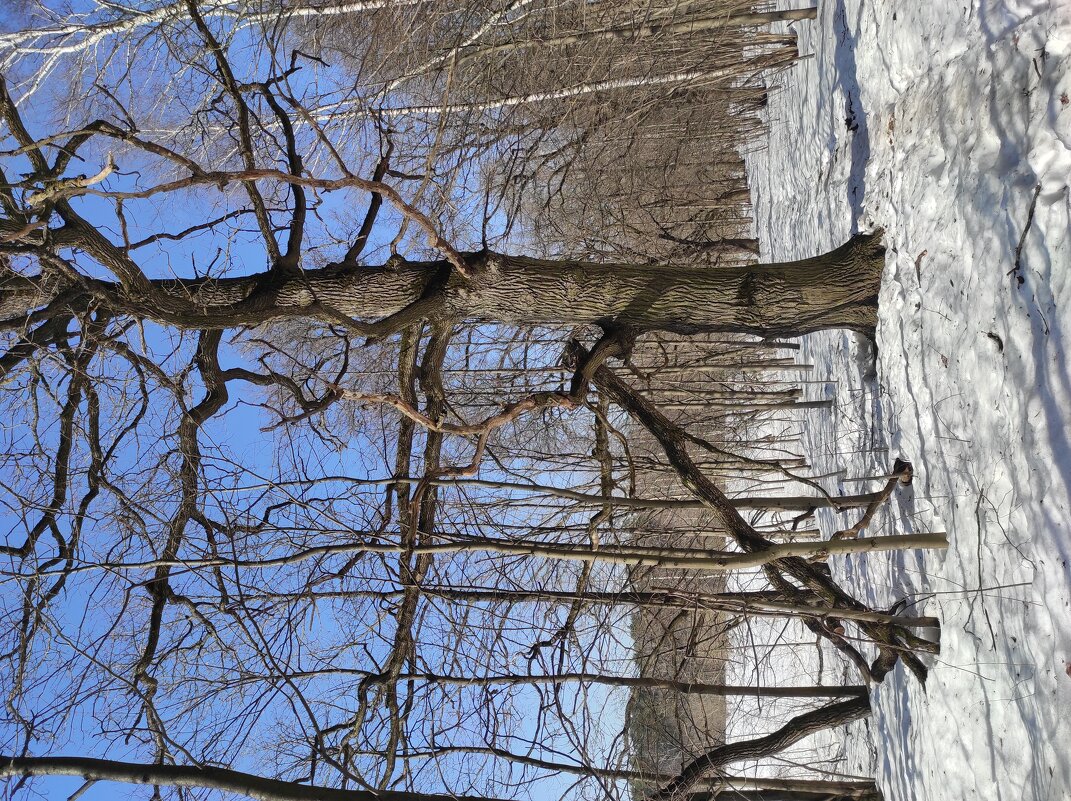 Дуб на краю леса - Игорь Ч.