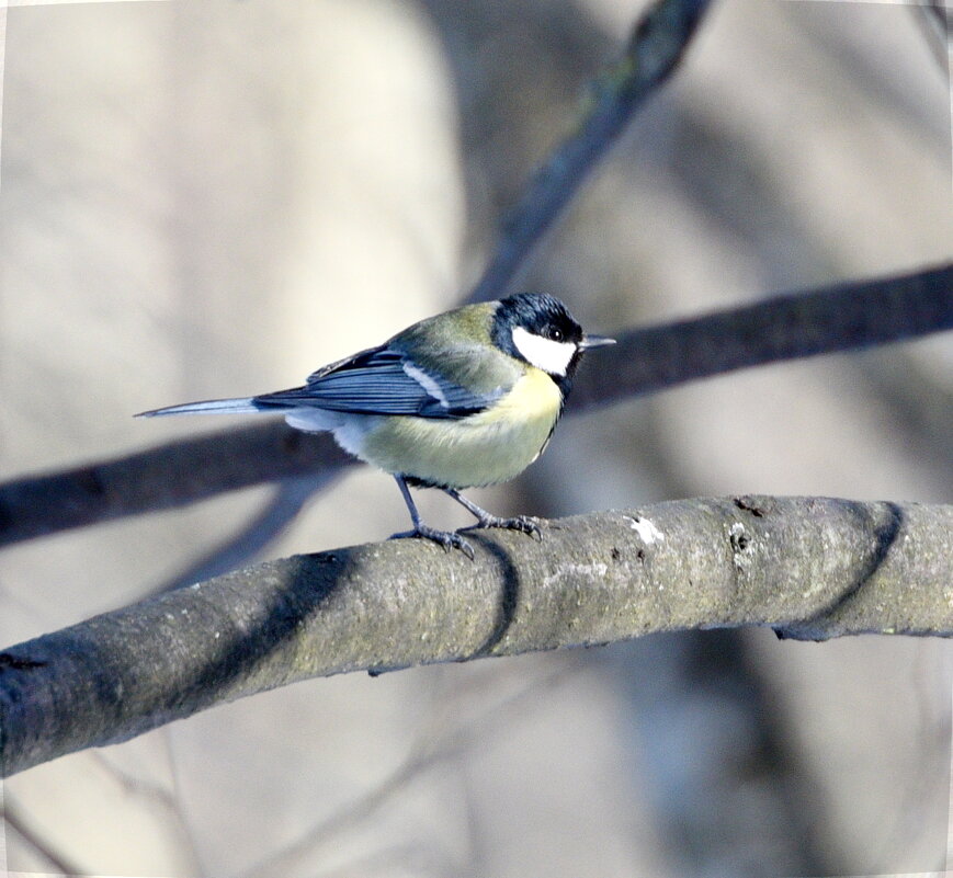 Большая синица - Сергей Владимирович Егоров Большая синица - Сергей Владимирович Егоров