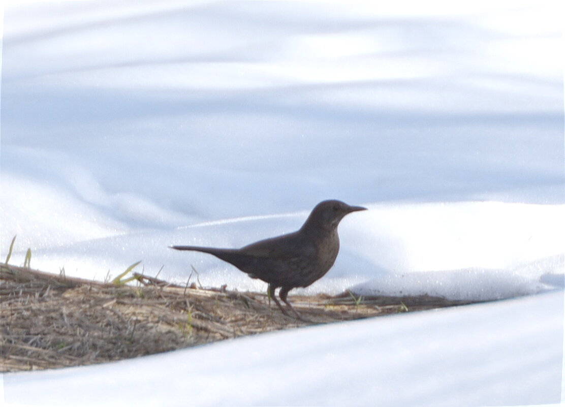 Чёрный дрозд, самка - Сергей Владимирович Егоров Чёрный дрозд, самка - Сергей Владимирович Егоров