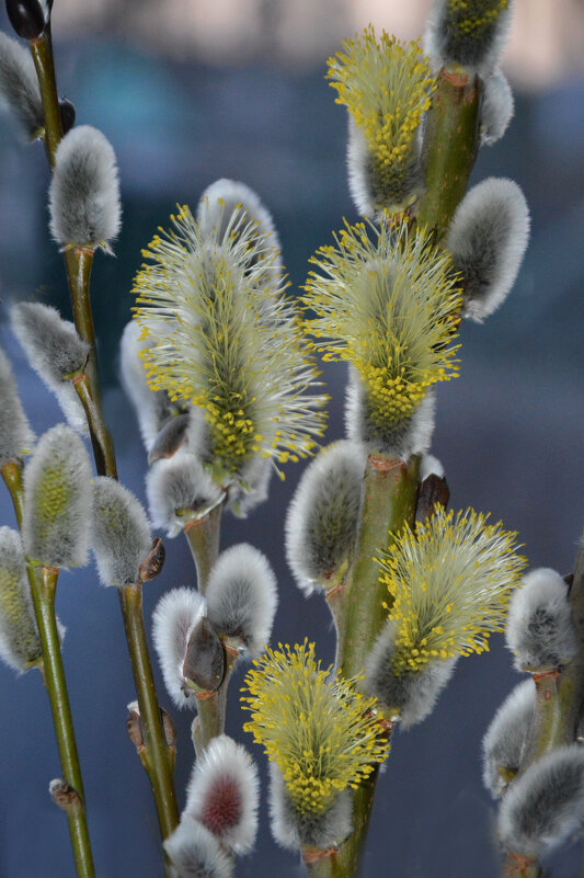 Верба ветки распушила... - Надежда Куркина Верба ветки распушила... - Надежда Куркина