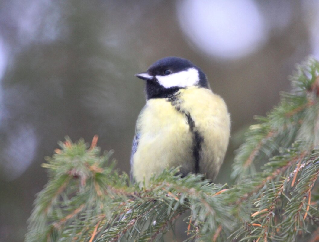 В парке - Savayr 