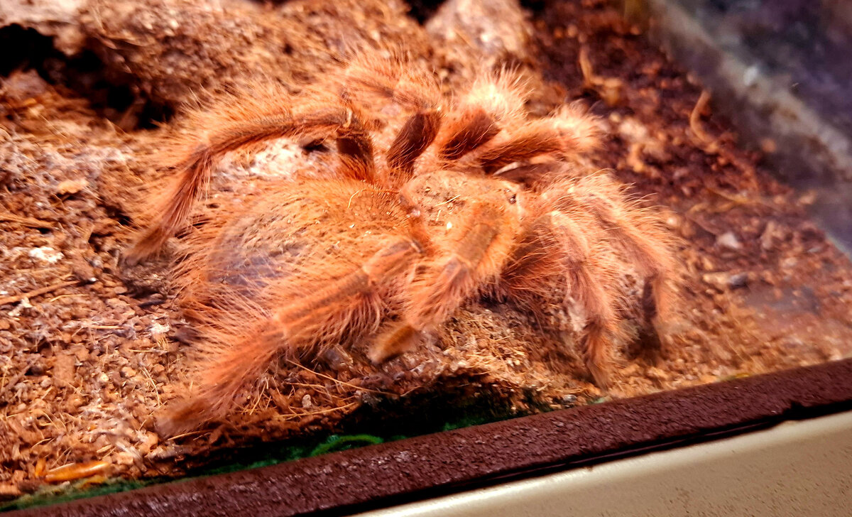 Чилийский розовый птицеед - Андрей Л. В.