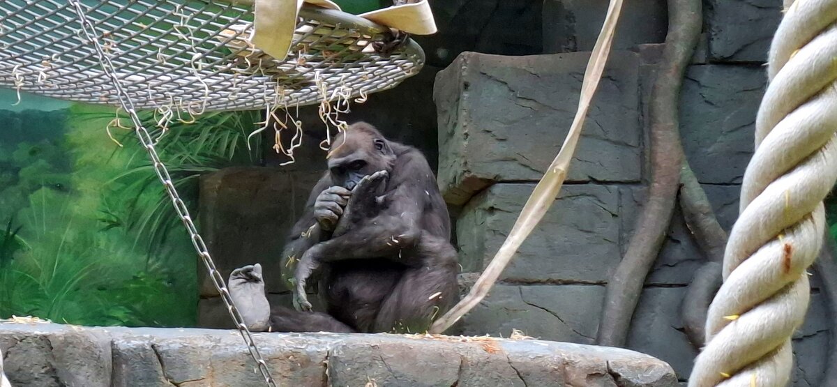 Зоопарк - Андрей Л. В.