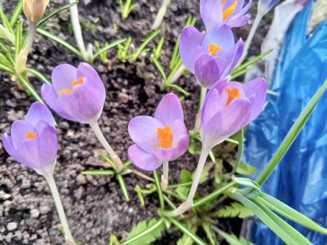 Крокус - Сапсан 