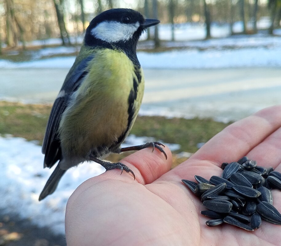 Синица - Сапсан 