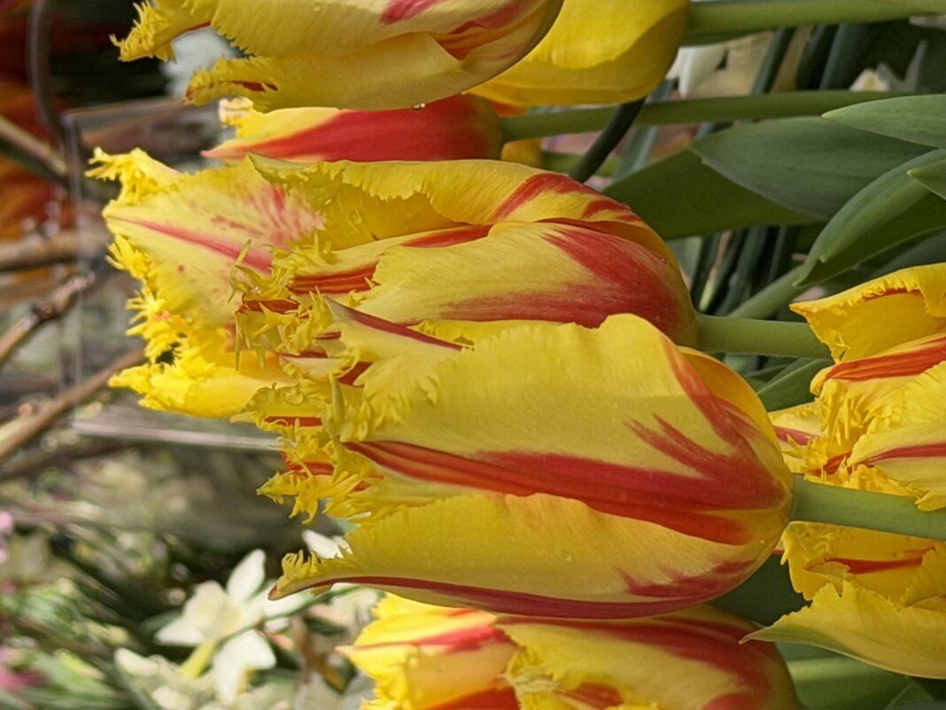 Необыкновенные! - Pippa 