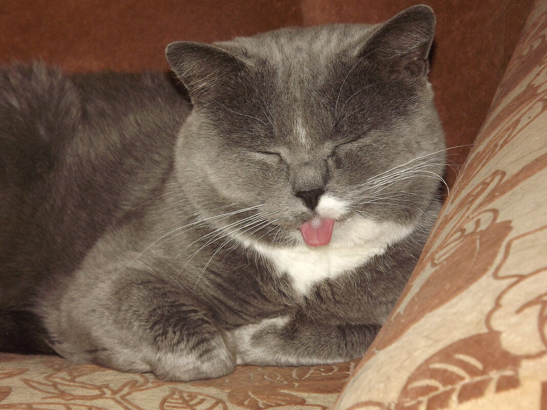 Сладкий сон с маленькой причудой! - Нина Андронова Сладкий сон с маленькой причудой! - Нина Андронова