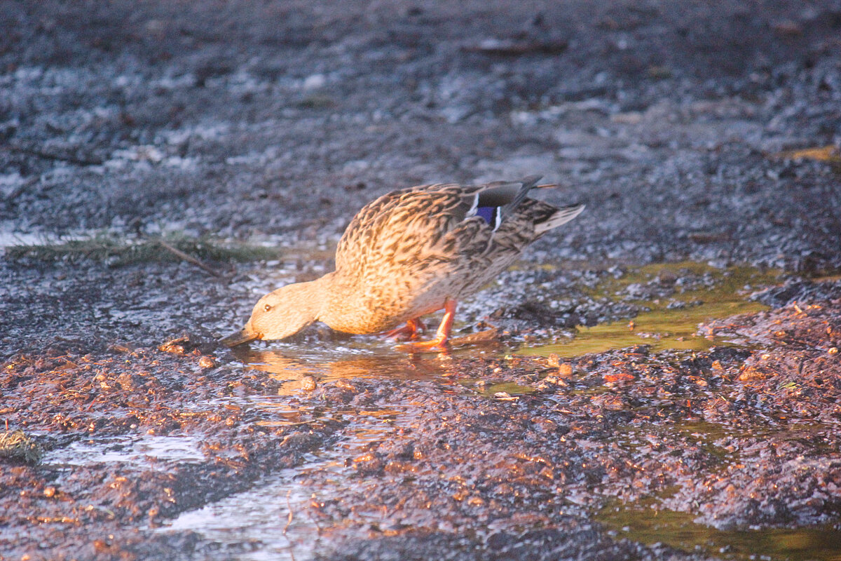 Утка - Сергей Кочнев