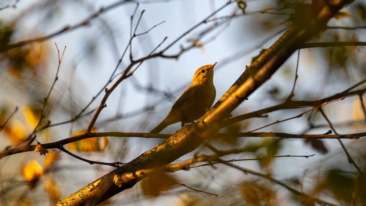 Теплым осенним вечером - Владимир Лазарев Теплым осенним вечером - Владимир Лазарев