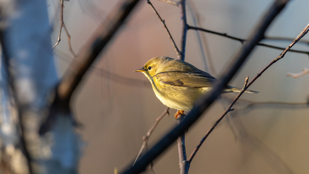 Теплым осенним вечером - Владимир Лазарев Теплым осенним вечером - Владимир Лазарев