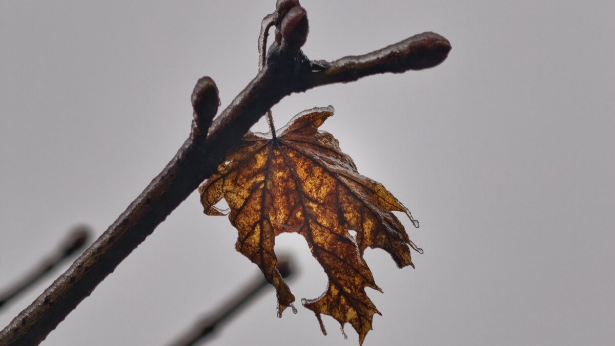Замерзший осенний лист - Мариша Замерзший осенний лист - Мариша