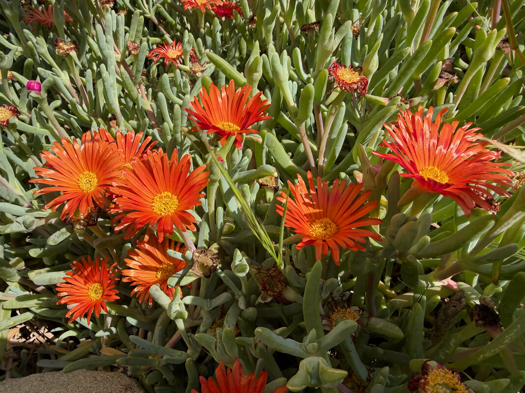 Малефора сегодня в природе - Александр Деревяшкин