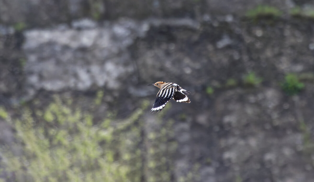 удот в полете.весна Лазоревское. - юрий макаров удот в полете.весна Лазоревское. - юрий макаров