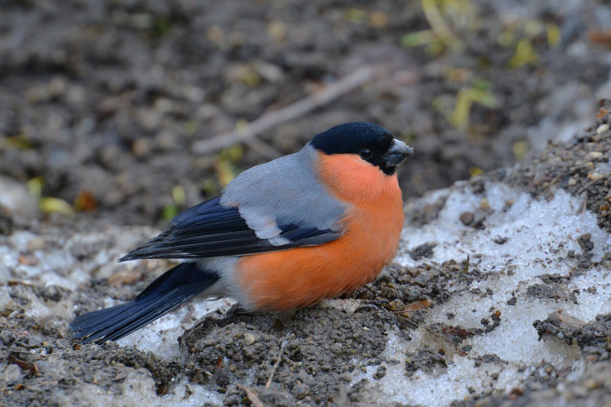 Снегирь - Константин Анисимов Снегирь - Константин Анисимов