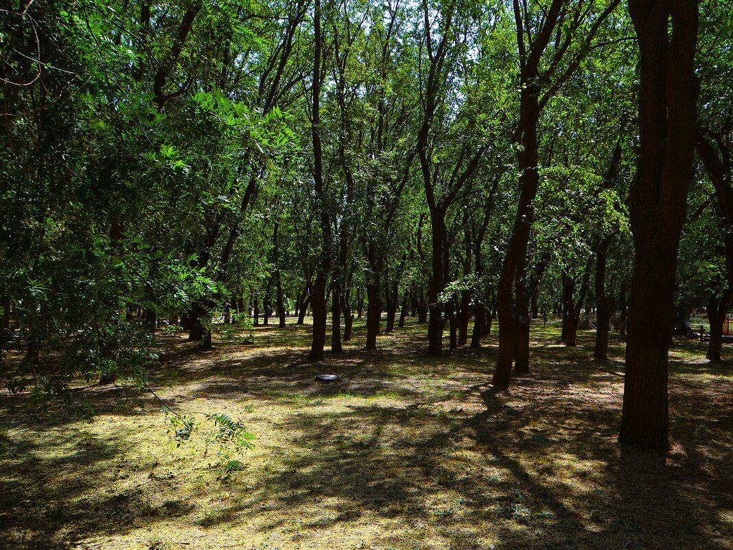Керчь. Комсомольский парк летом. - Пётр Чернега