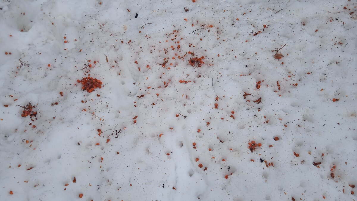 конец февраля - Елена Шаламова