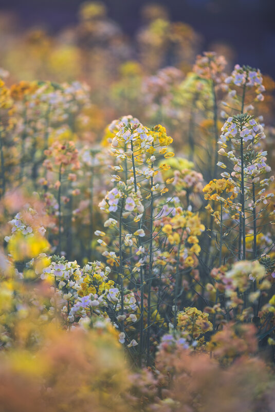 Весна в Ханчжоу — рапсовые поля в пастельных тонах - Дмитрий Весна в Ханчжоу — рапсовые поля в пастельных тонах - Дмитрий