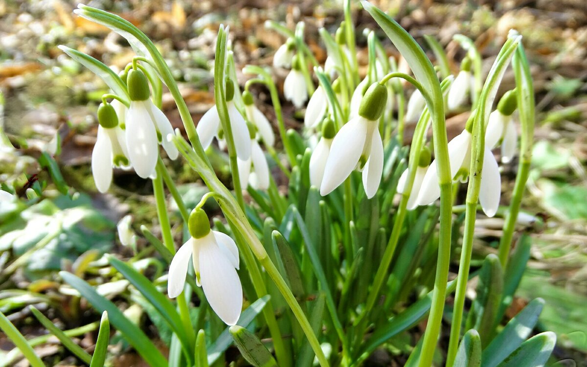 Первые подснежники нынешней весны. - Милешкин Владимир Алексеевич Первые подснежники нынешней весны. - Милешкин Владимир Алексеевич