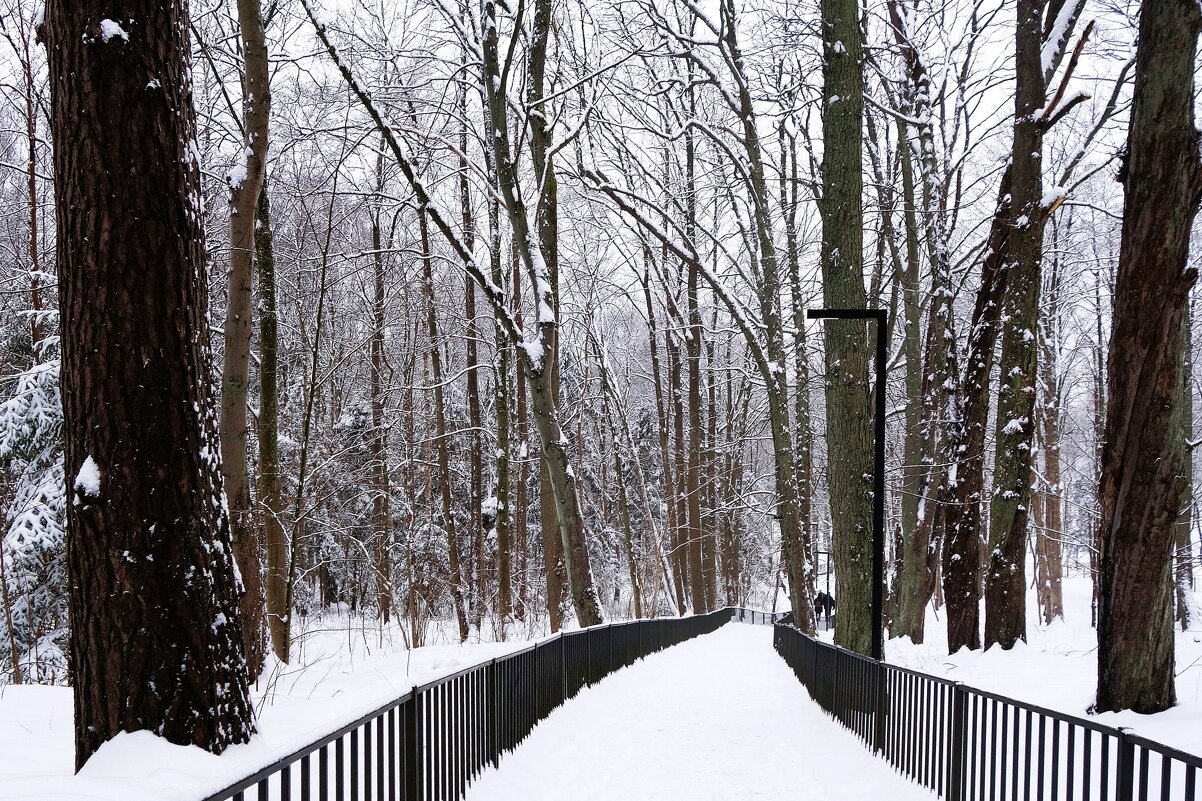 Зимний лесопарк, Светлогорск - Рита Симонова Зимний лесопарк, Светлогорск - Рита Симонова