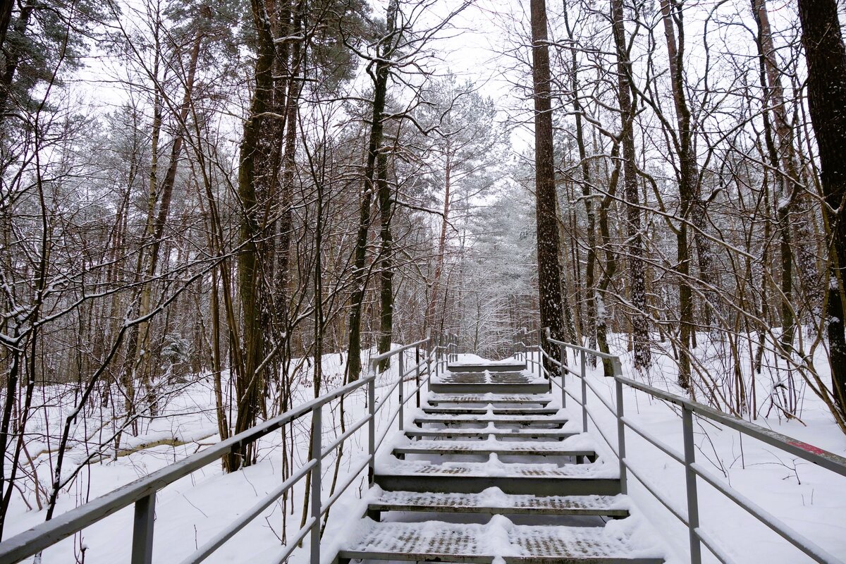Зимний лесопарк, Светлогорск - Рита Симонова Зимний лесопарк, Светлогорск - Рита Симонова