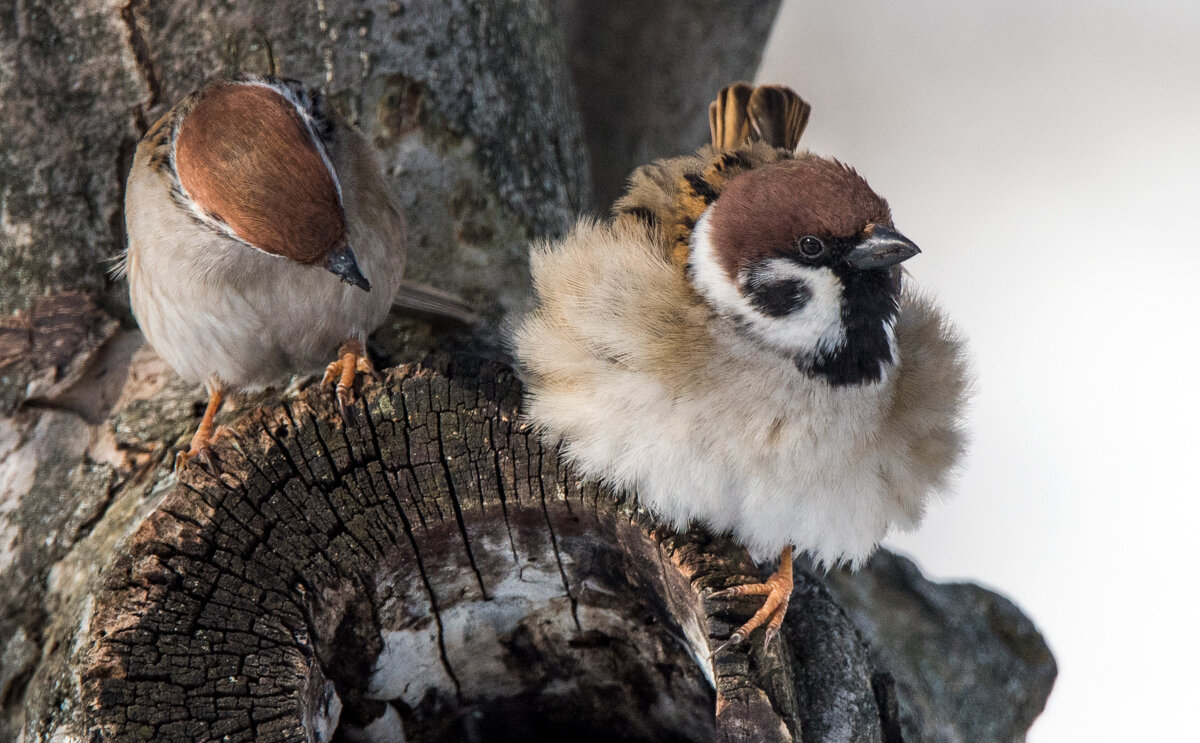 Выбор гнезда. - Владимир Безбородов