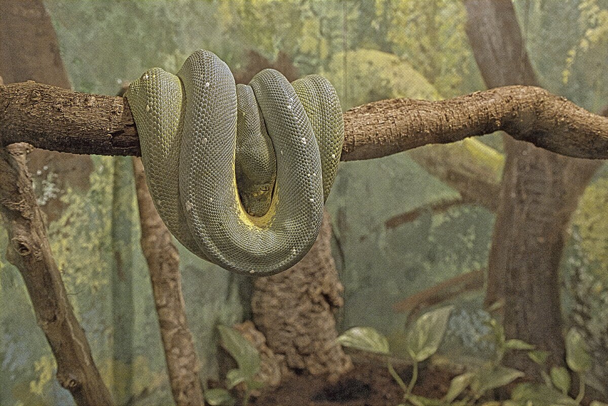 зоопарк 2026г - ujgcvbif 