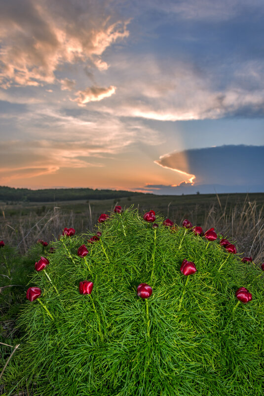 Пион узколистный - Наталья Димова