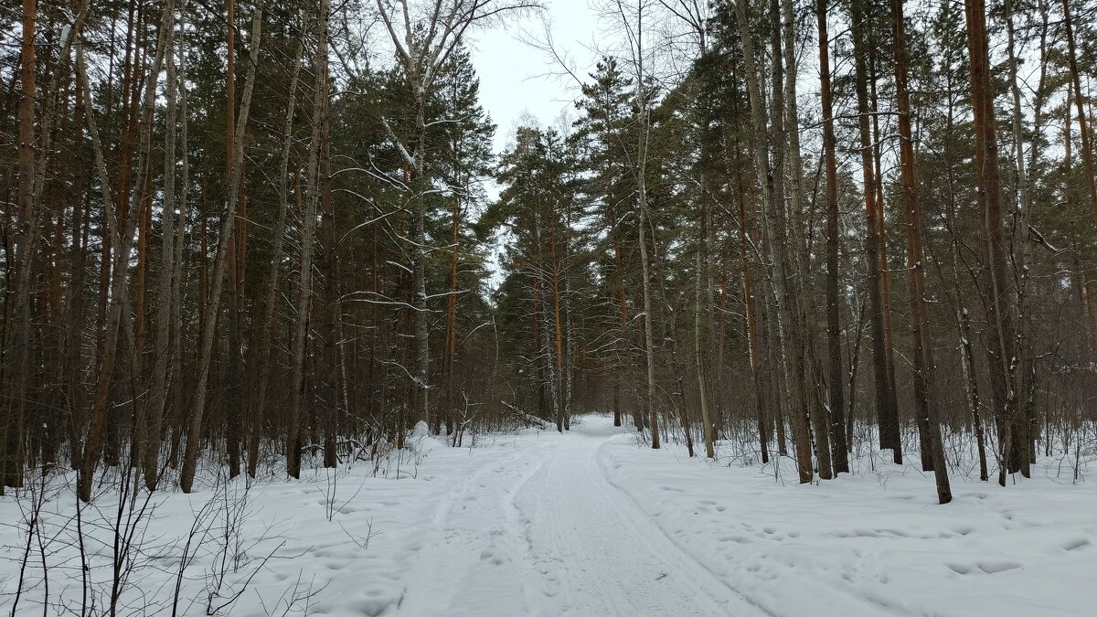В ожидании весны . - Мила Бовкун