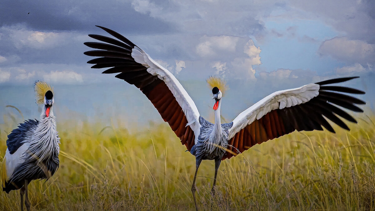 Восточный венценосный журавль - Aleksey Afonin