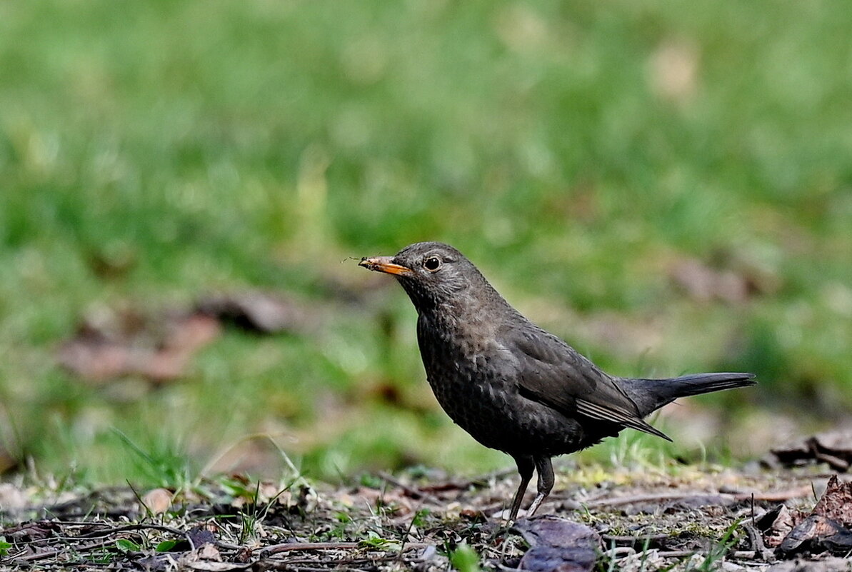 В парке... - Николай Саржанов