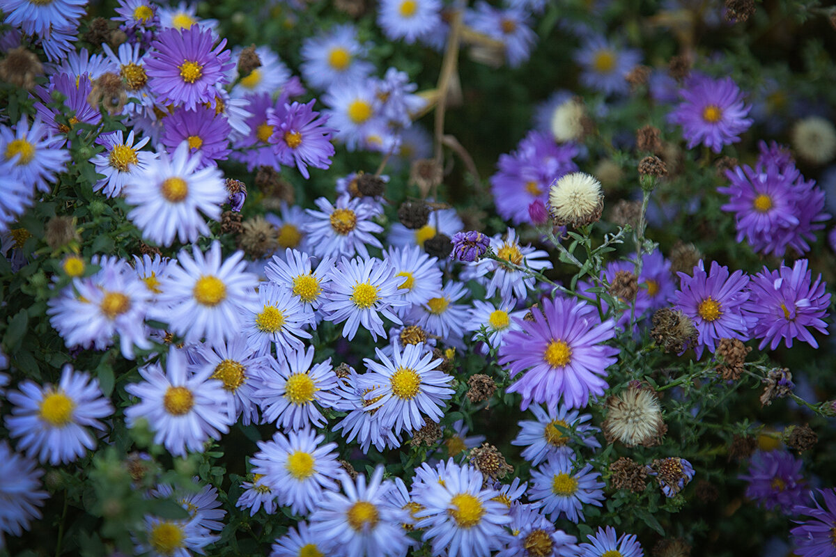 Осенние хризантемки. - Лилия *