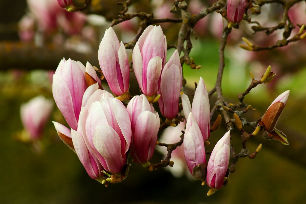 Весна пришла - Юрий. Шмаков