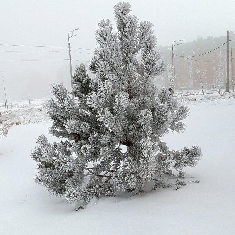 Март - Венера Чуйкова