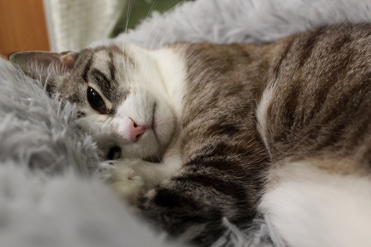 Дневной отдых Лапы - Марсель Валеев