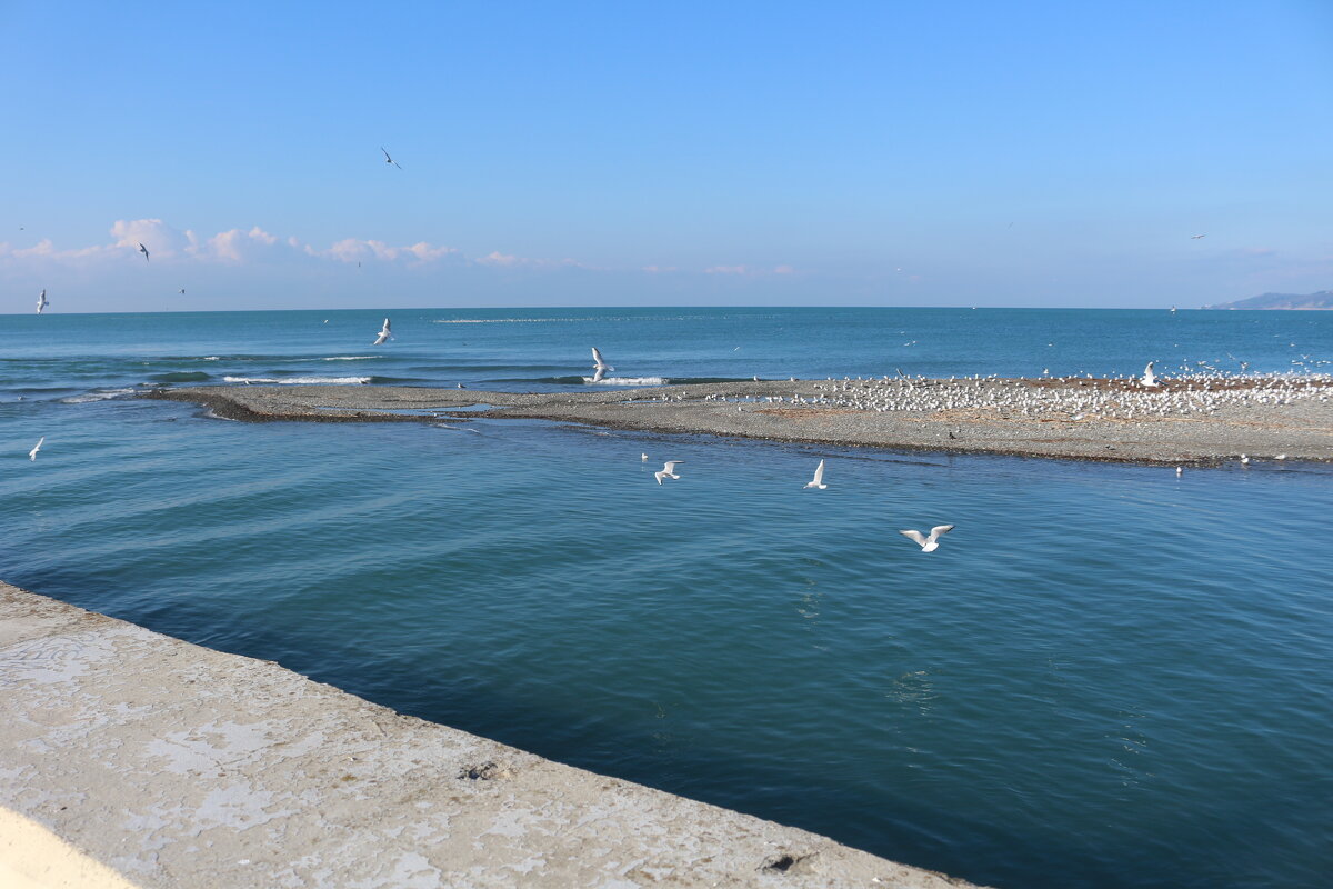 Птичий базар - Мишель71 