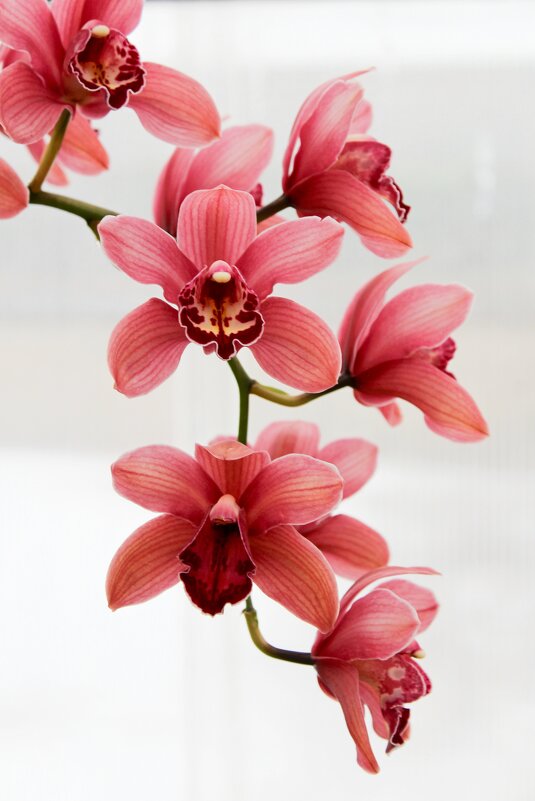 Орхидея - Tina Kott