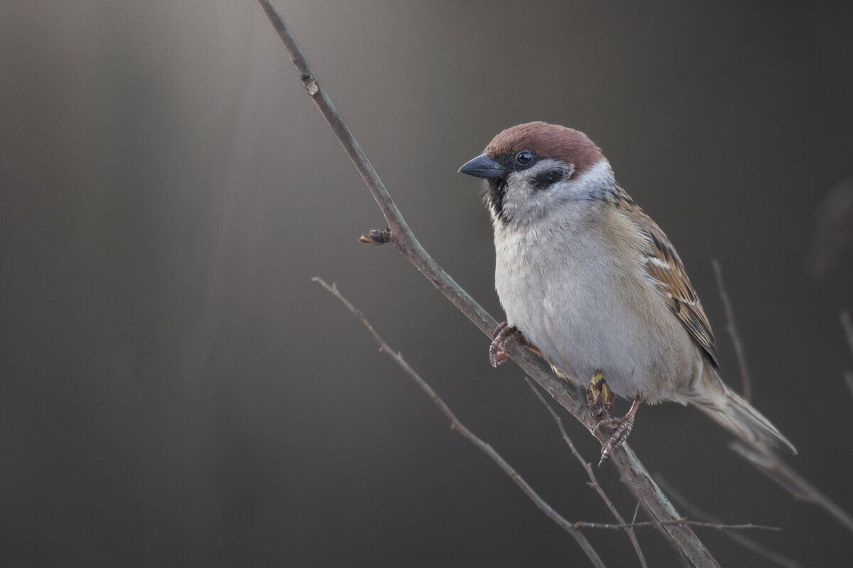 Воробей - Максим Вышарь