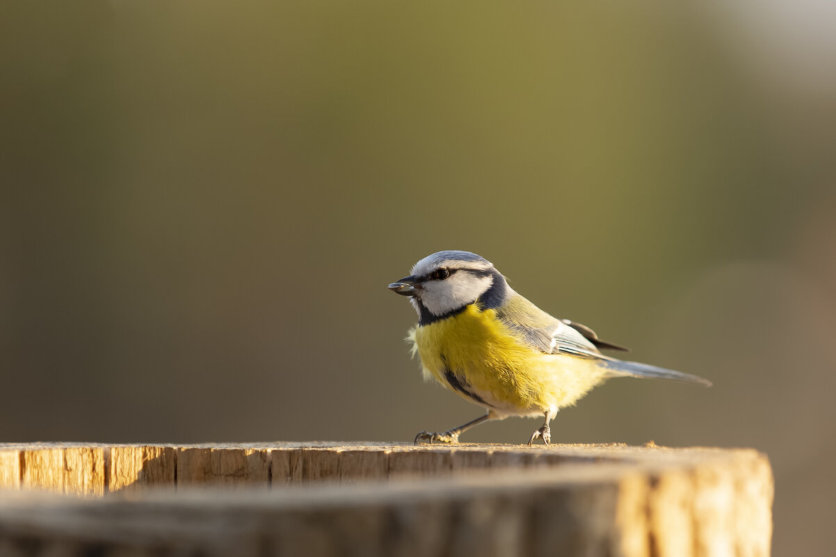 Лазоревка - Валерий Черняк