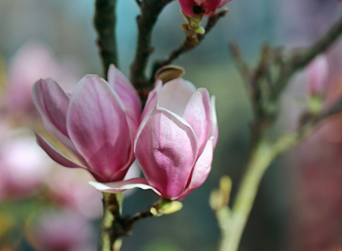 Весна в Аптекарском - ZNatasha - Весна в Аптекарском - ZNatasha -