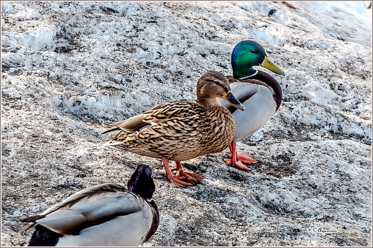 Зимовщики... - Aquarius - Сергей Зимовщики... - Aquarius - Сергей