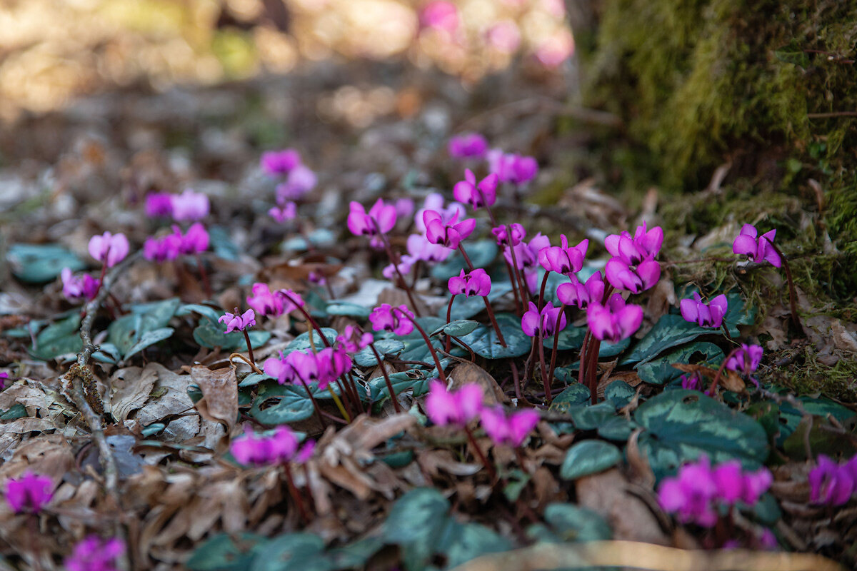 Цикламены. - Дина Евсеева