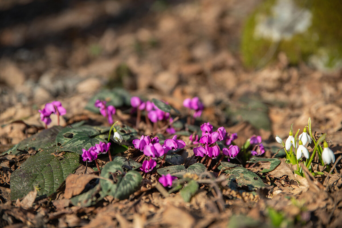 Первые лесные цветы. - Дина Евсеева
