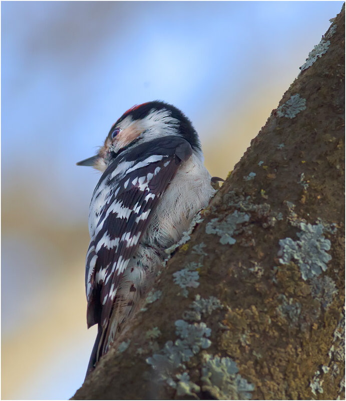 "...Он оглянулся посмотреть,..." - Валентин Котляров