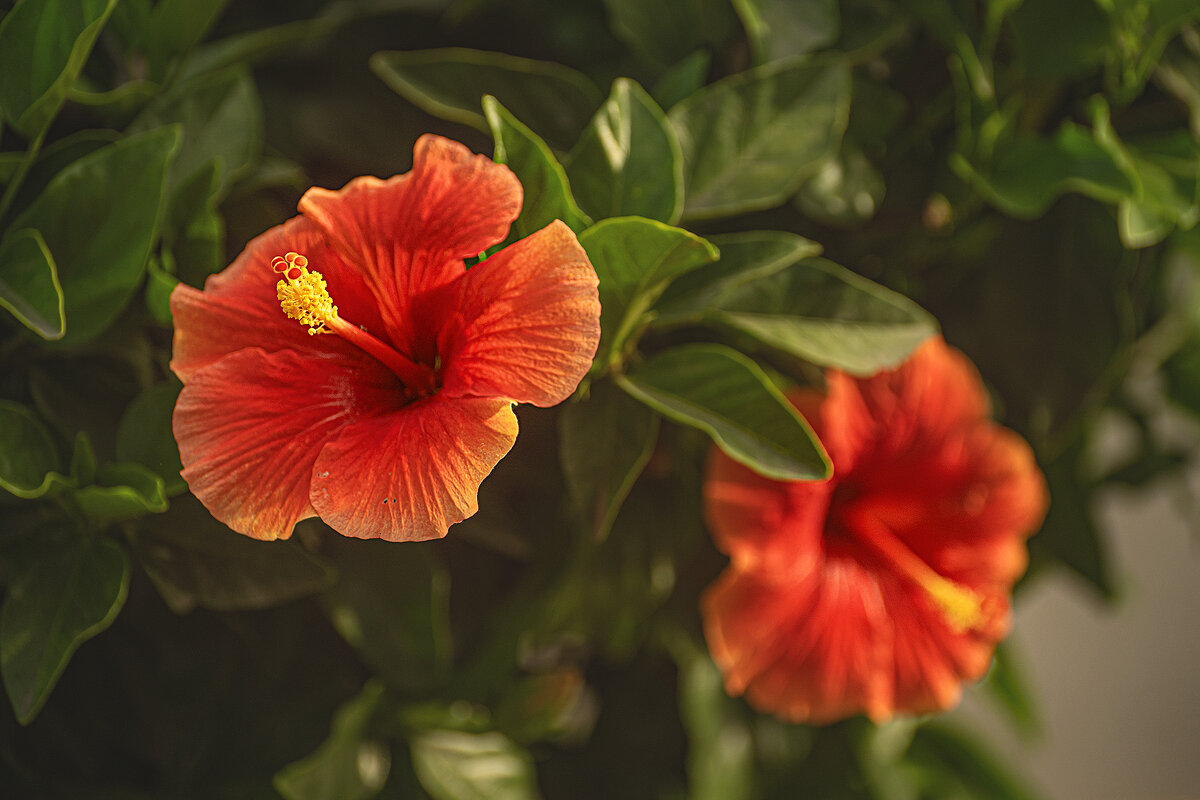 Гибискус - Svetlana Galvez