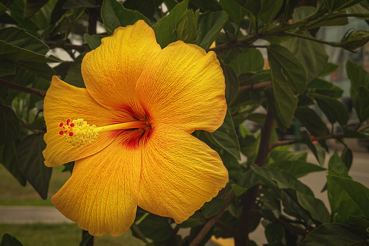 Гибискус - Svetlana Galvez