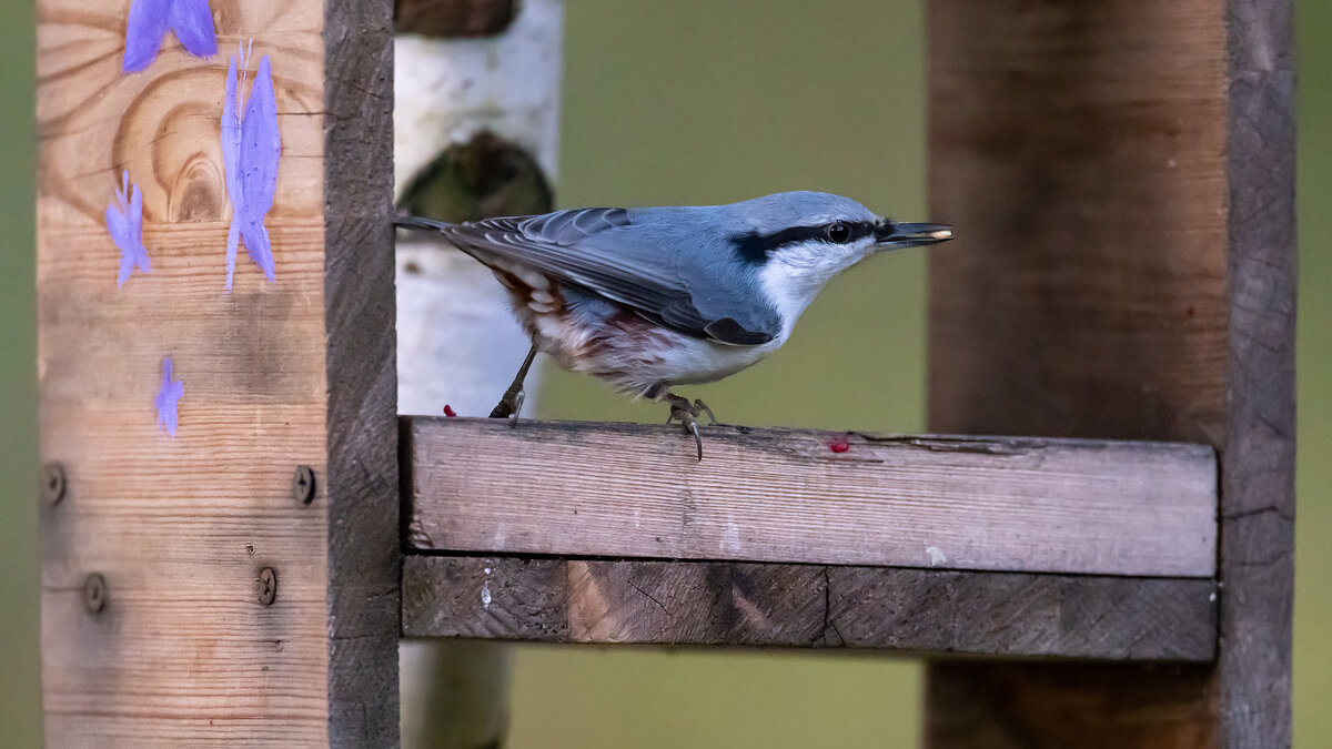 Поползень - Владимир Лазарев